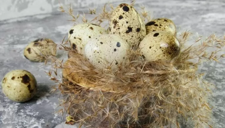 Перепелиные яйца: маленькие, но мощные – чем они полезны для здоровья?