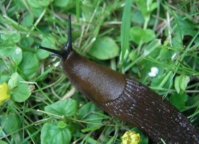 ����������� ������: ��������, ������� ������� ���������� �� ������ � ������� �� ����� �������