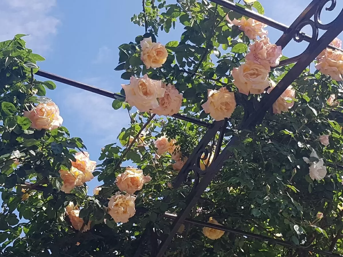 Секреты роз: самые лучшие сорта для вашего сада