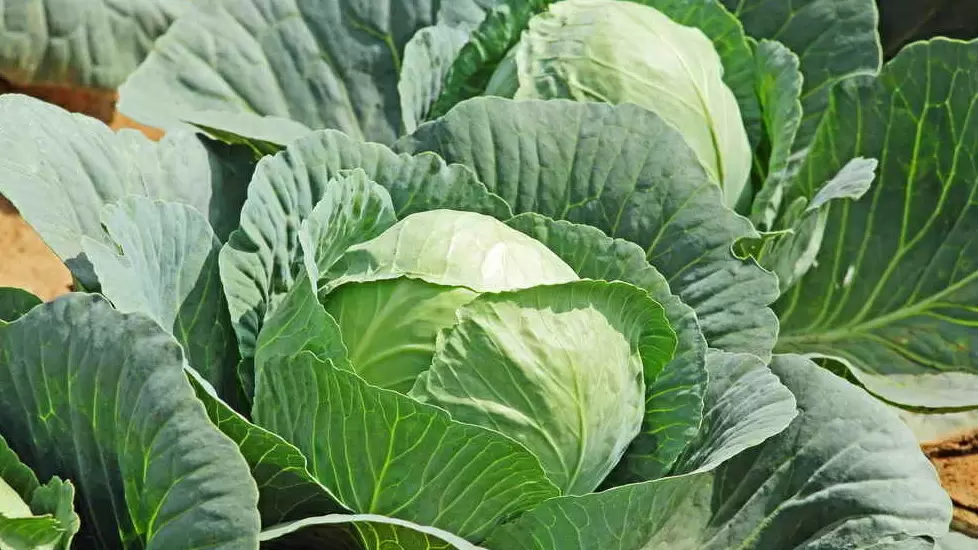 Как правильные удобрения помогли вырастить капусту весом до 4,5 кг