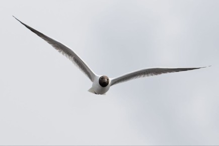 � ������ �������! ���� ����������