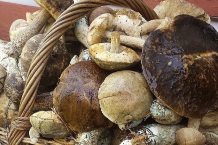 ������� ����� �� ������: ������� � ����������� ������