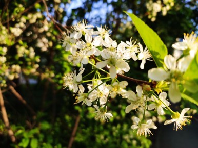 Почему вишни и сливы желтеют и гибнут: узнаем о болезнях деревьев