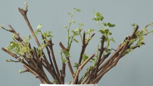 ����������� ������� ���������� ��������: ��� �������� ���������� �� 5-10 ���� ��� ���������� ������������