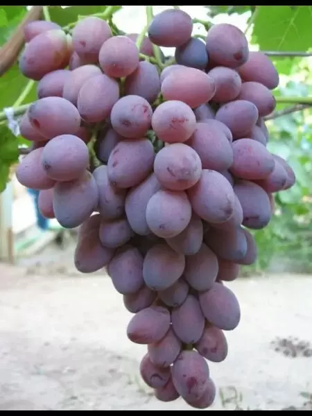 Виноград Ася: красно-фиолетовые ягоды для изысканного стола