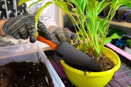 ��� ��������� ���������� �����������: ������ � ������������