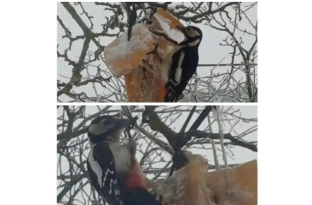 ������� ����������� ������ � ���������� ������ �������� ������� ��� ���� ��������