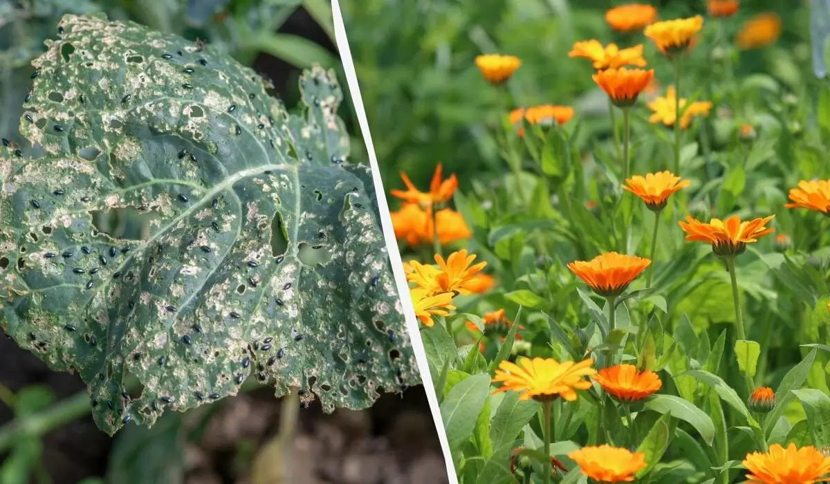 Борьба с крестоцветной блошкой: Устраните вредителей натуральными способами