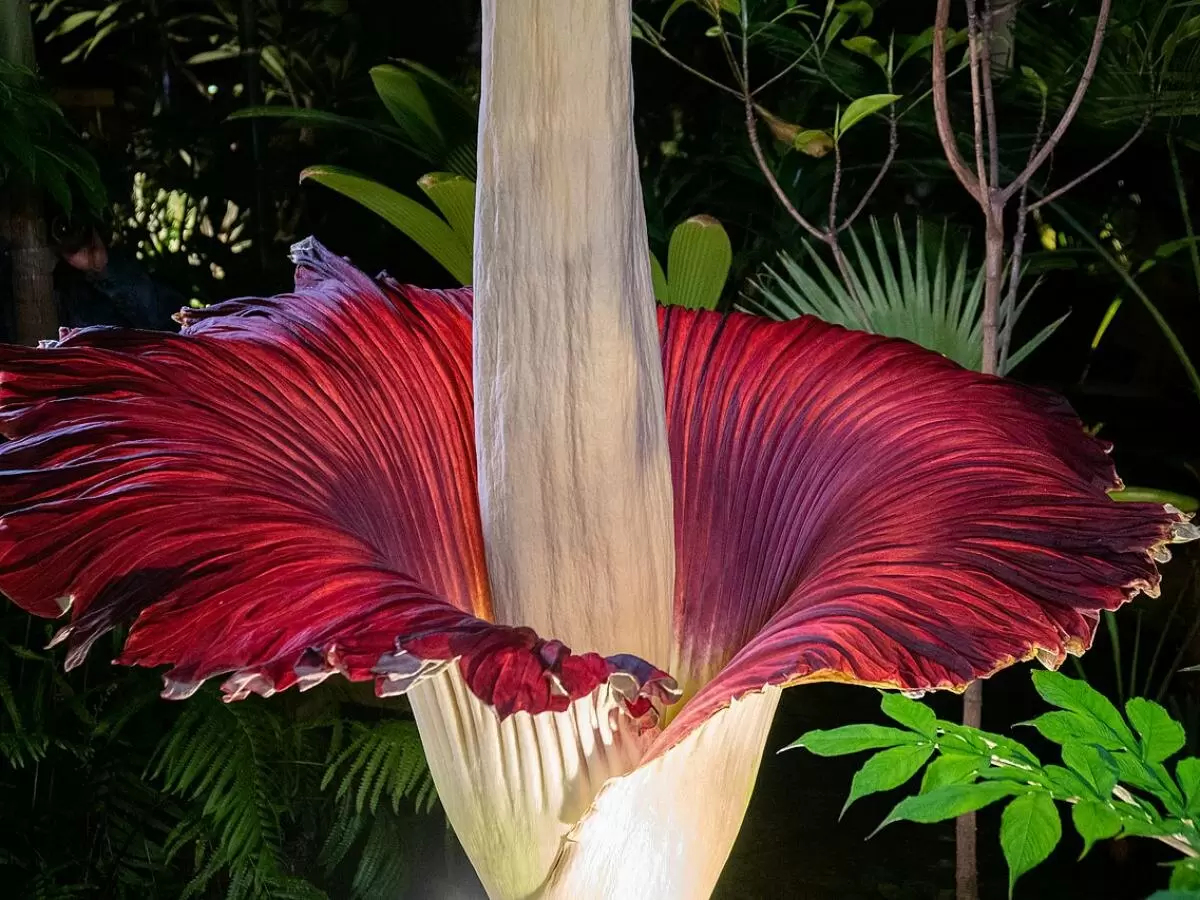 Редкие цветы, которые зацветают раз в несколько десятилетий