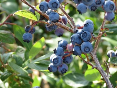 ���� � �����������: ������� ������, ���������� ������ ������