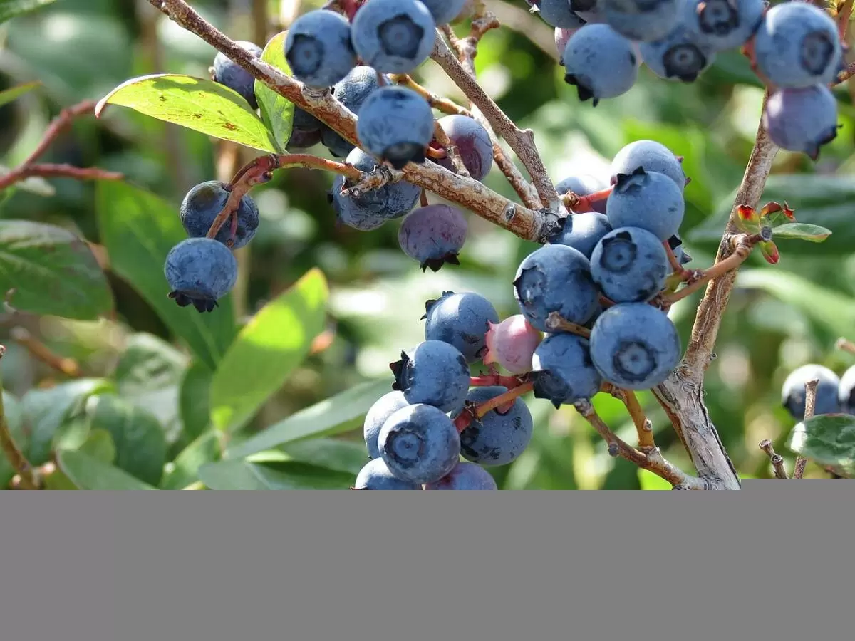 Зола в садоводстве: опасная ошибка, угрожающая вашему урожаю