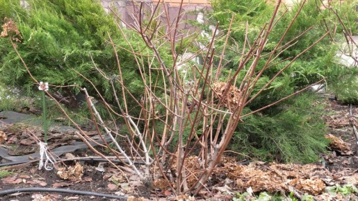 ��� ��������� ���������� ������� ��������� ������: ������ � �������