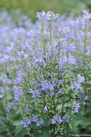 ���������� �������� ��� ������ ����: ��������� ���� �� ������