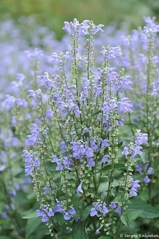 Уникальные растения для вашего сада: последний шанс на семена