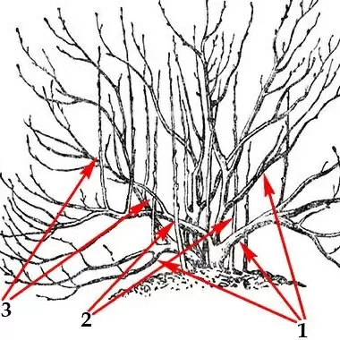 Как правильно обрезать крыжовник весной: секреты успешного ухода