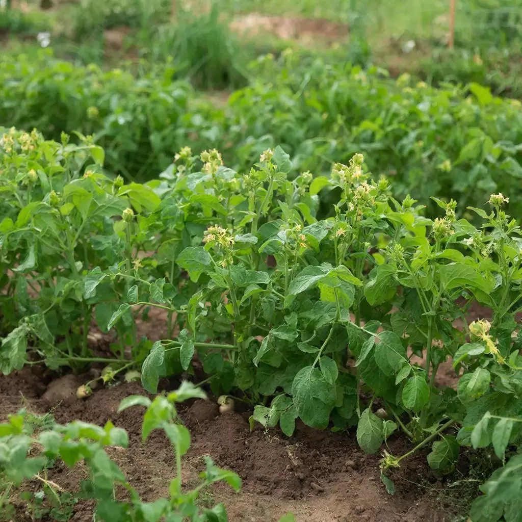 Капризные сорта картофеля: что стоит знать новичкам