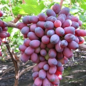 �������� ��������: ������ ���� � ���������� � ������