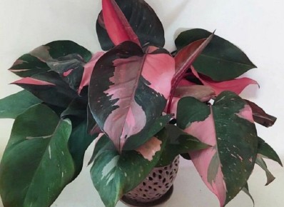 ������� ������ ���������: ������ ��������� ��������, ������� ��������� ���� � ��� ��������