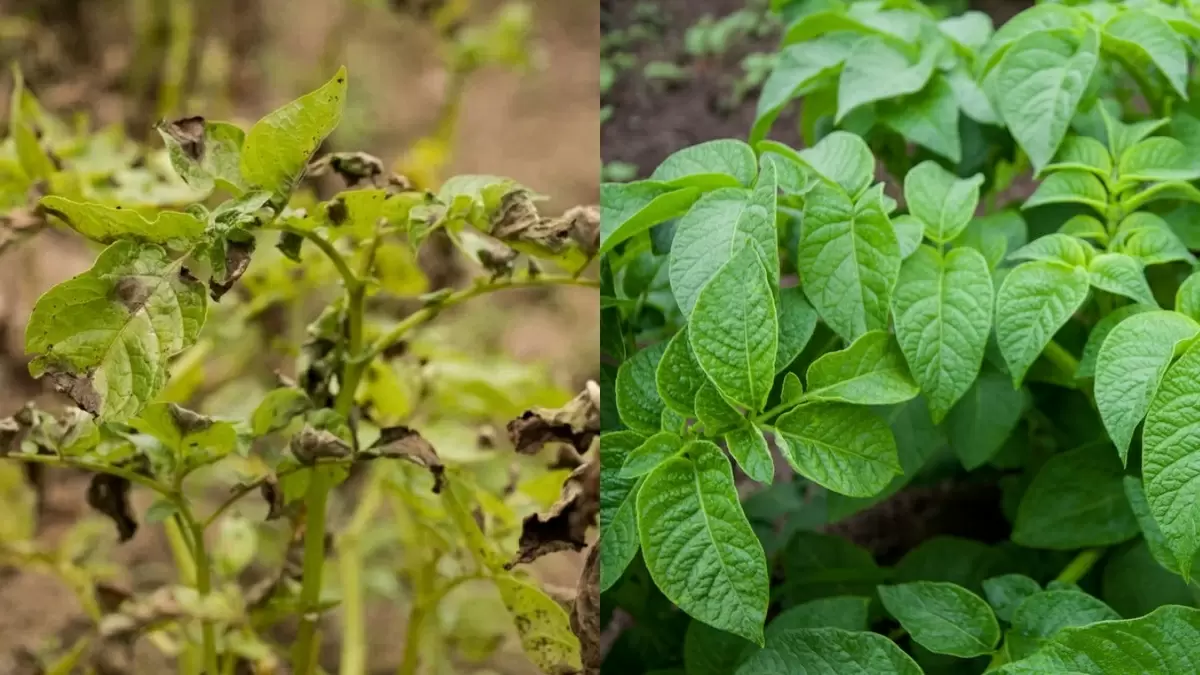 Почему семенной картофель мельчает: пять главных причин