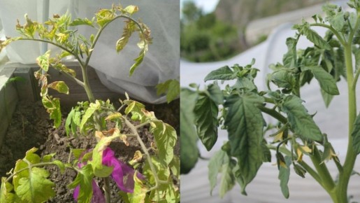 ��� �������� ������ ��� ������� �������: ������� ������� ���������