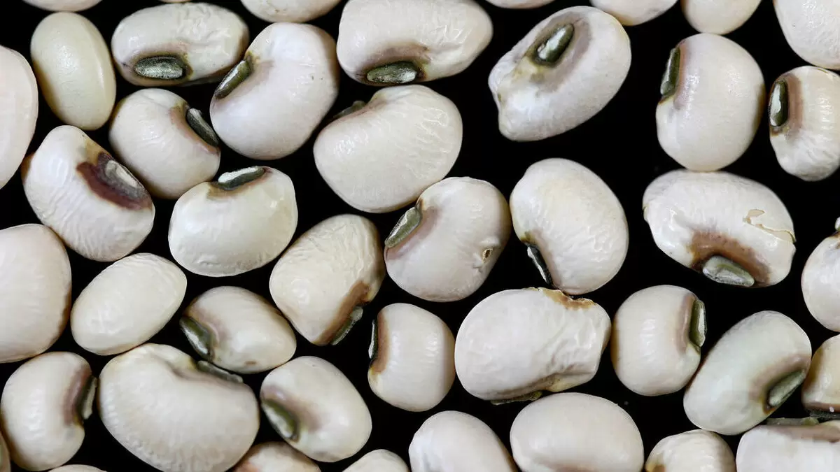 Фасоль: полезный продукт или потенциальная угроза для здоровья?