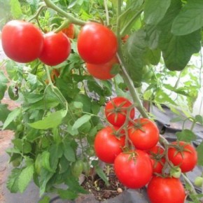 ����� ����� ���������: ��������� ���� ��� ������ �������