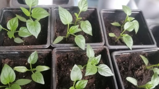 Когда рассада перца не растет: главные причины и их решения