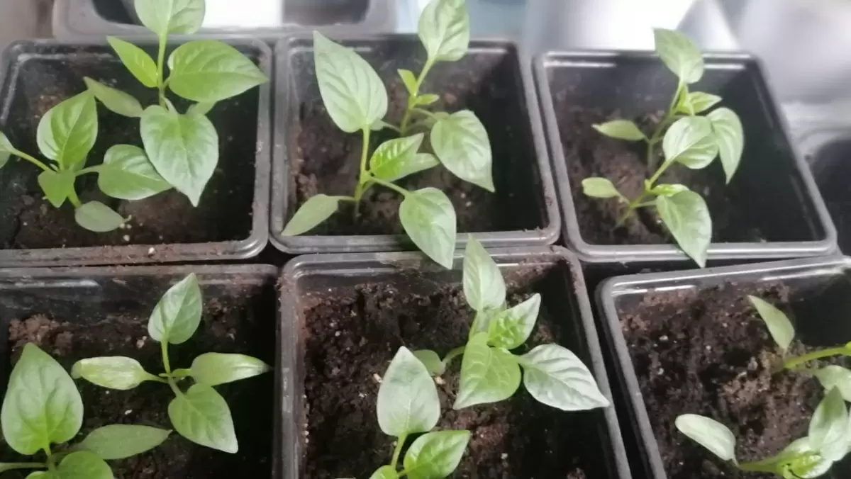 Когда рассада перца не растет: главные причины и их решения