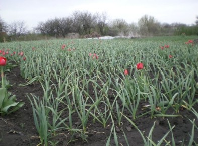 ��� �� ��������� ������ ������ �������: ����������� � �������� �����