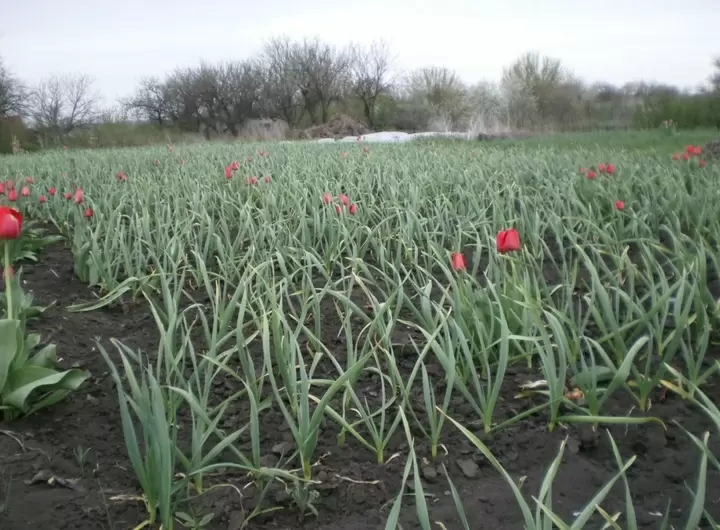 Как не допустить потери урожая чеснока: подмерзание и нехватка азота