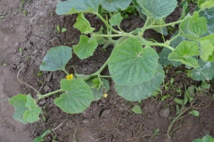 ������� ��������� ����������� ����: 5 ������� ����� � �������� ������