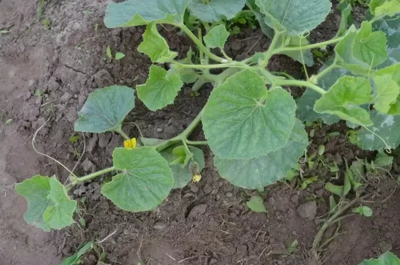 Секреты успешного выращивания дынь: 5 простых шагов к большому урожаю