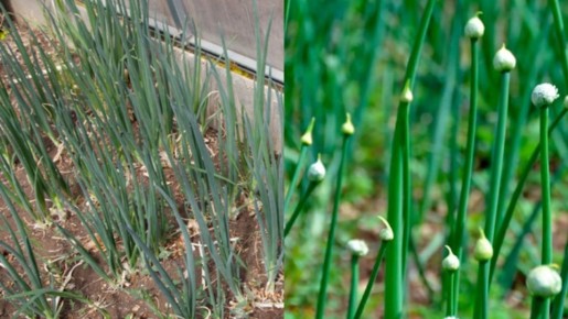 ��� ���������� �� ������������� �����: ������ ����������� ��� �������� ������