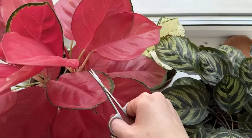 Весеннее обновление: как правильно обрезать комнатные растения