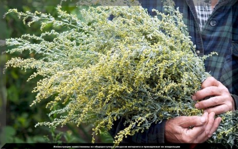 Секреты полыни: как эффективно бороться с вредителями на даче без химии