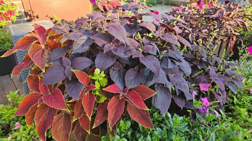 �������� ���� �������: 5 ��������, �� ������������� �������� ��� ������ ����