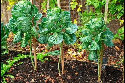 ������������ �������: ������� ��������� ����������� � ������������ �����