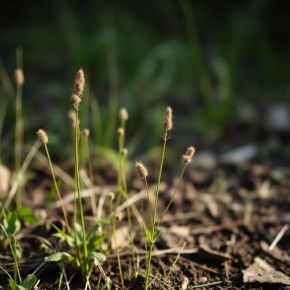 Как навсегда избавиться от сорняков: неожиданные методы для вашего огорода