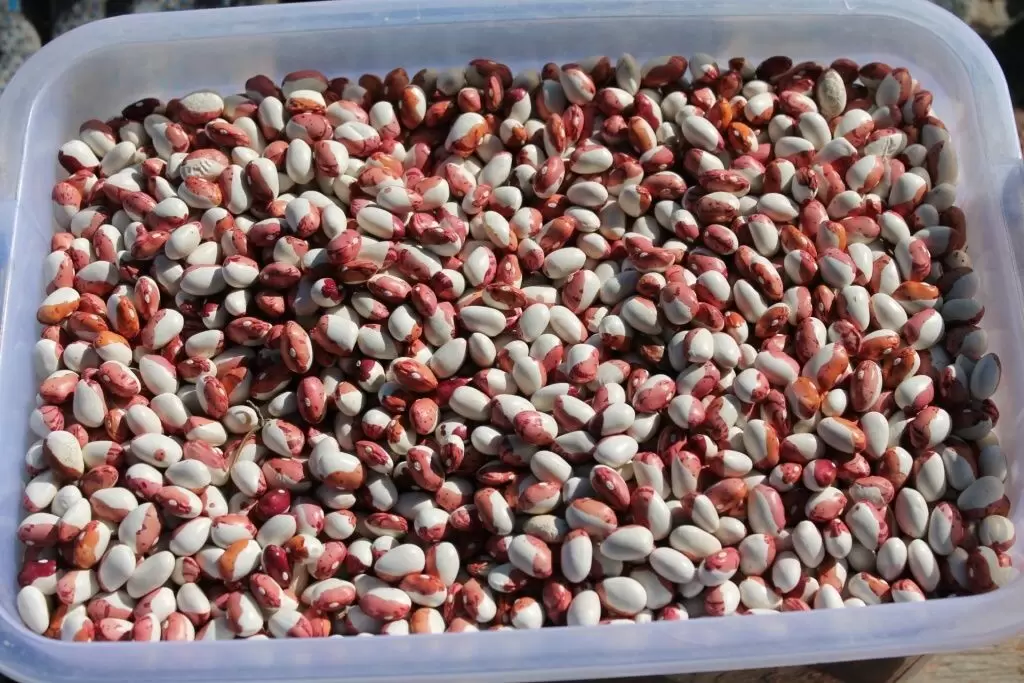 Огромный выбор овощей и фруктов, богатых железом для борьбы с анемией