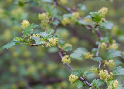 Как обрезать красную и черную смородину: советы садоводов