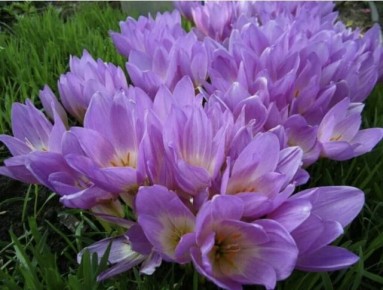 Осенняя палитра: безвременники, которые восхищают