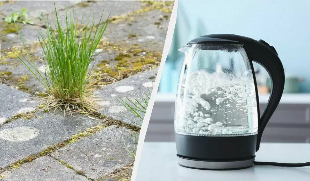 Как легко избавиться от сорняков между плиткой: простое решение