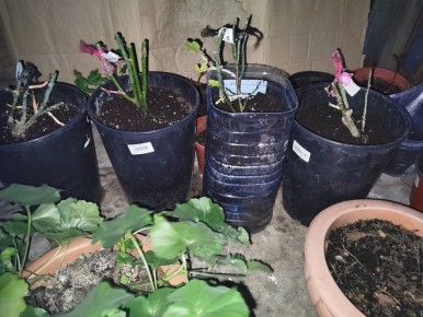 ��� ��������� ������� ���� �� �������: ������� �������� ������ � ������