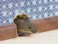 Экономный способ борьбы с мышами: ловите грызунов за считанные дни