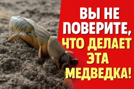 ��� ���������� �� �������� �� ���� �����: ������� ������ �� ��������