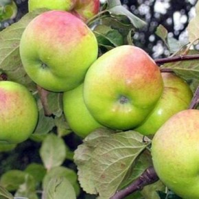 ������ ������: ������ ������� ��� ���������