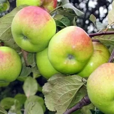 Яблоня Ладога: зимняя находка для садоводов