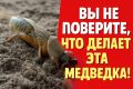 Как избавиться от медведки за пару часов: простые советы от дачников