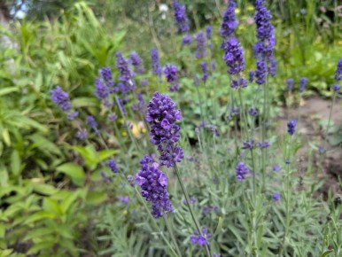 ��� ��������� ������������: ����� �������� ��������� ����