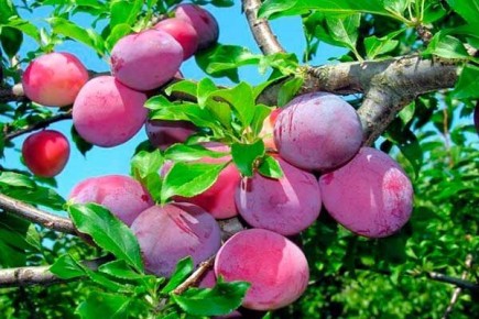 ����� ��������: ��� �������� ������ ������������������ ������ � 2025 ����